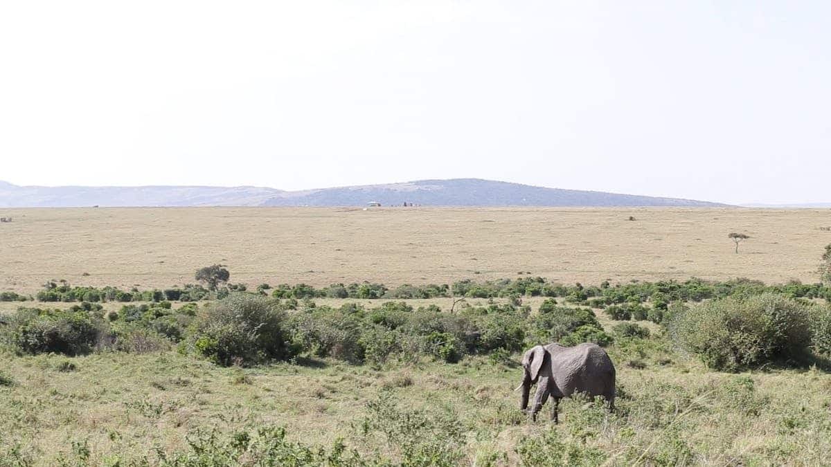 safari  nature