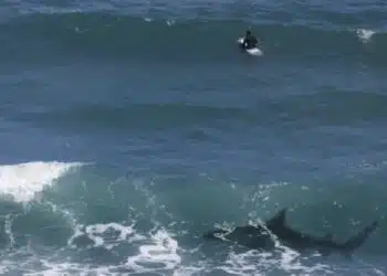 Shark beneath the waves circles a surfer
