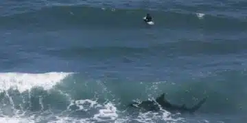 Shark beneath the waves circles a surfer